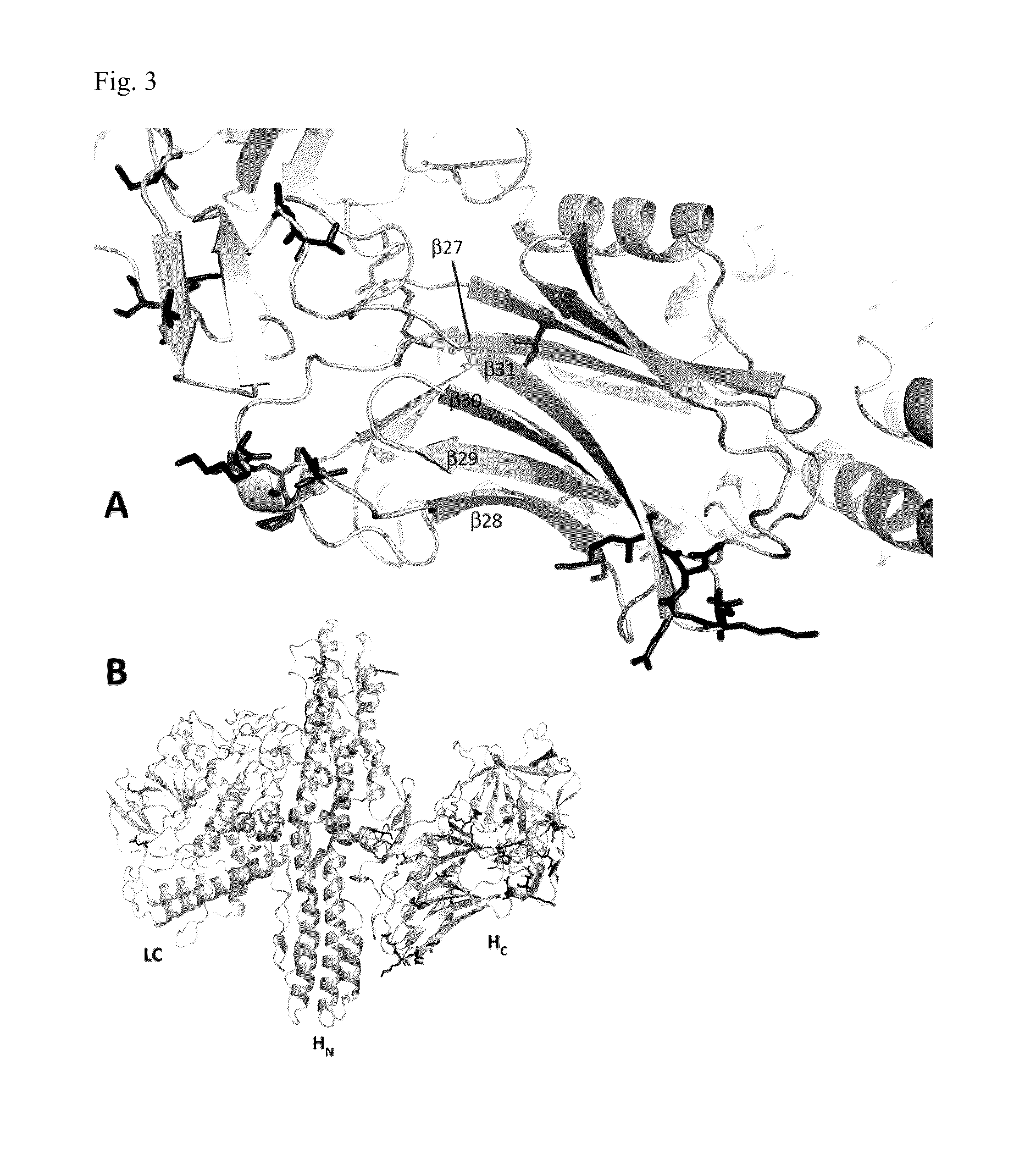 Novel Subtype of Closteridium Botulinum Neurotoxin Type A and Uses Thereof