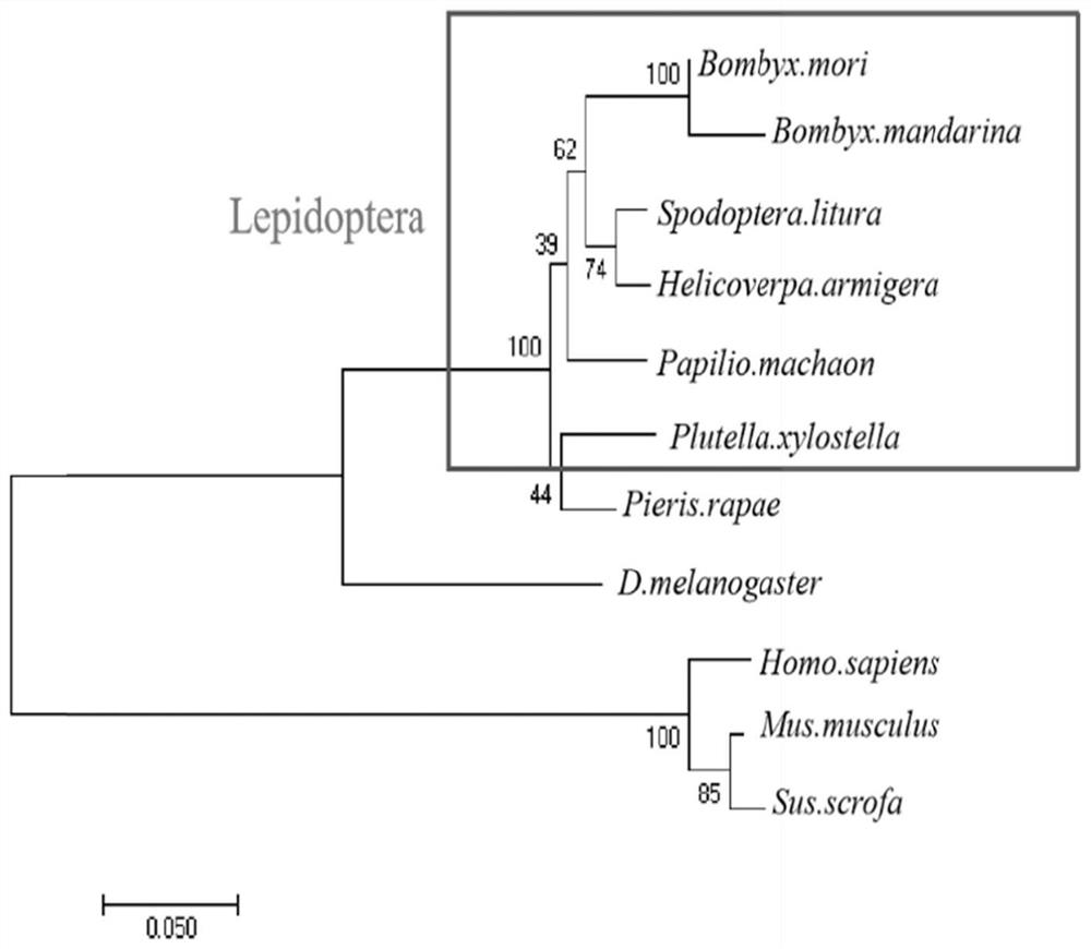 Application of glutamate dehydrogenase as target spot in pest control