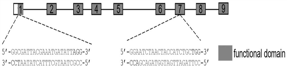 Application of glutamate dehydrogenase as target spot in pest control