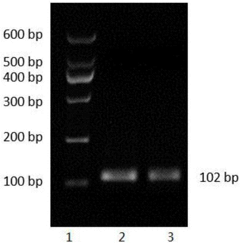 Preparation method of SD rat T cell-deficient genetic model