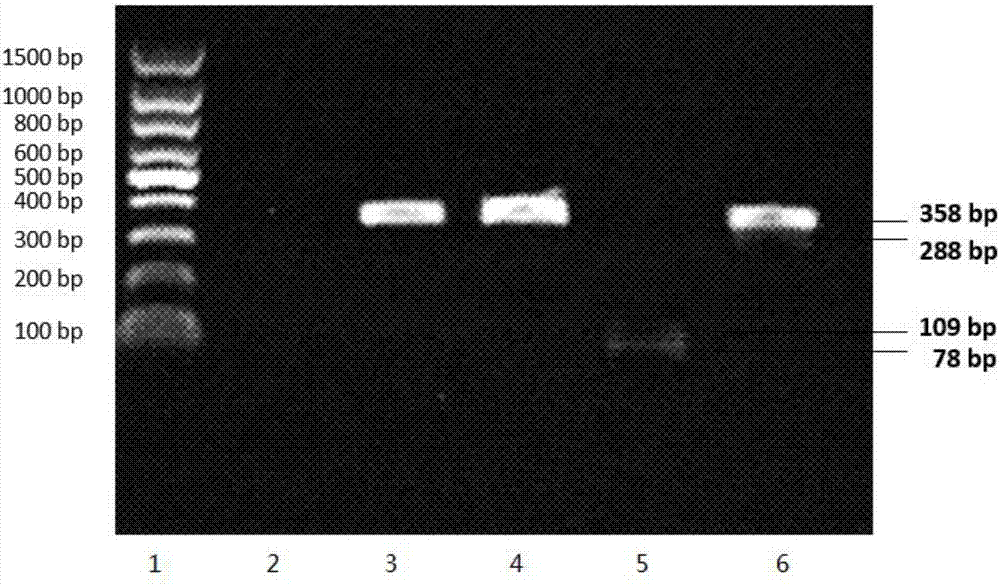 Preparation method of SD rat T cell-deficient genetic model