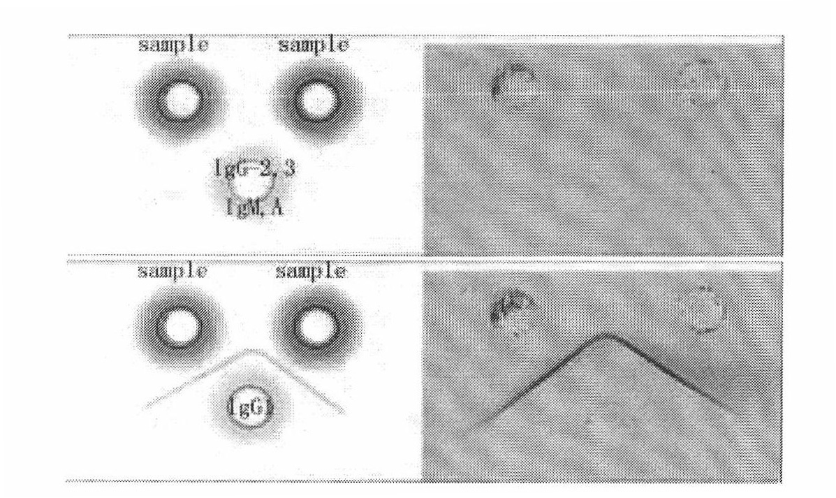 Monoclonal antibody hybridoma cell of HIV P24 and application