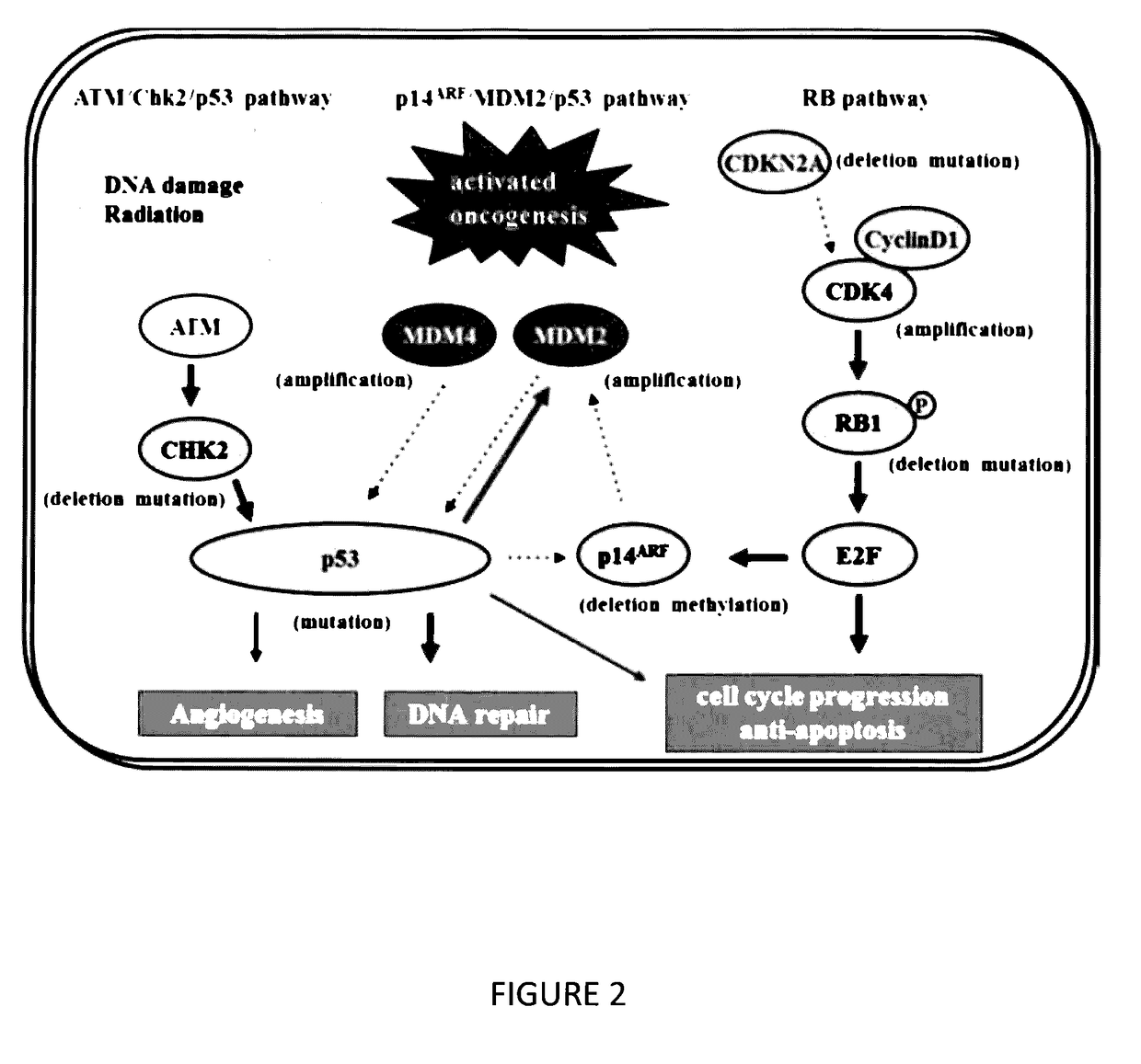 Benzamide or benzamine compounds useful as anticancer agents for the treatment of human cancers