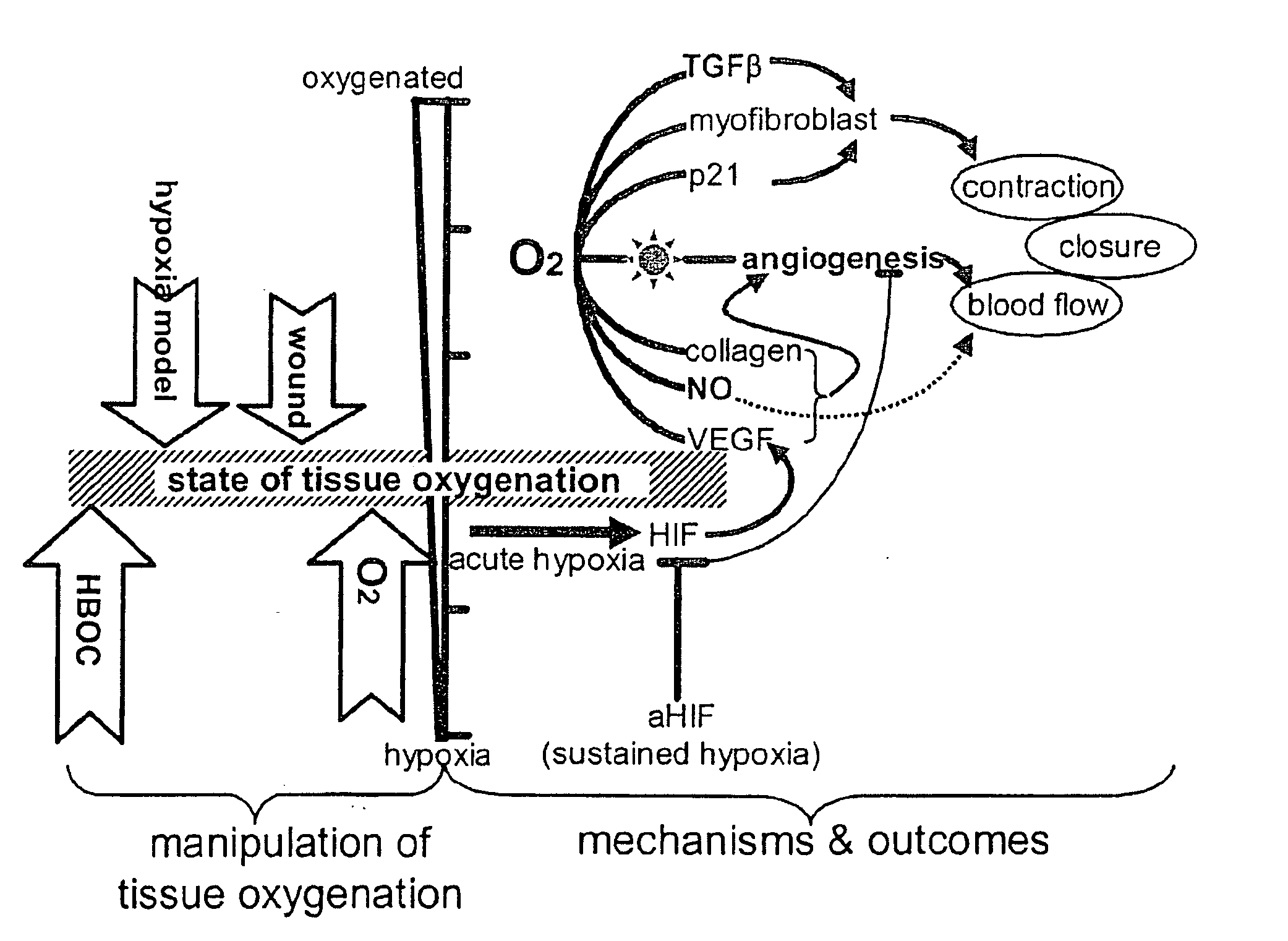 Methods and compositions for the topical oxygenation of hypoxic tissue