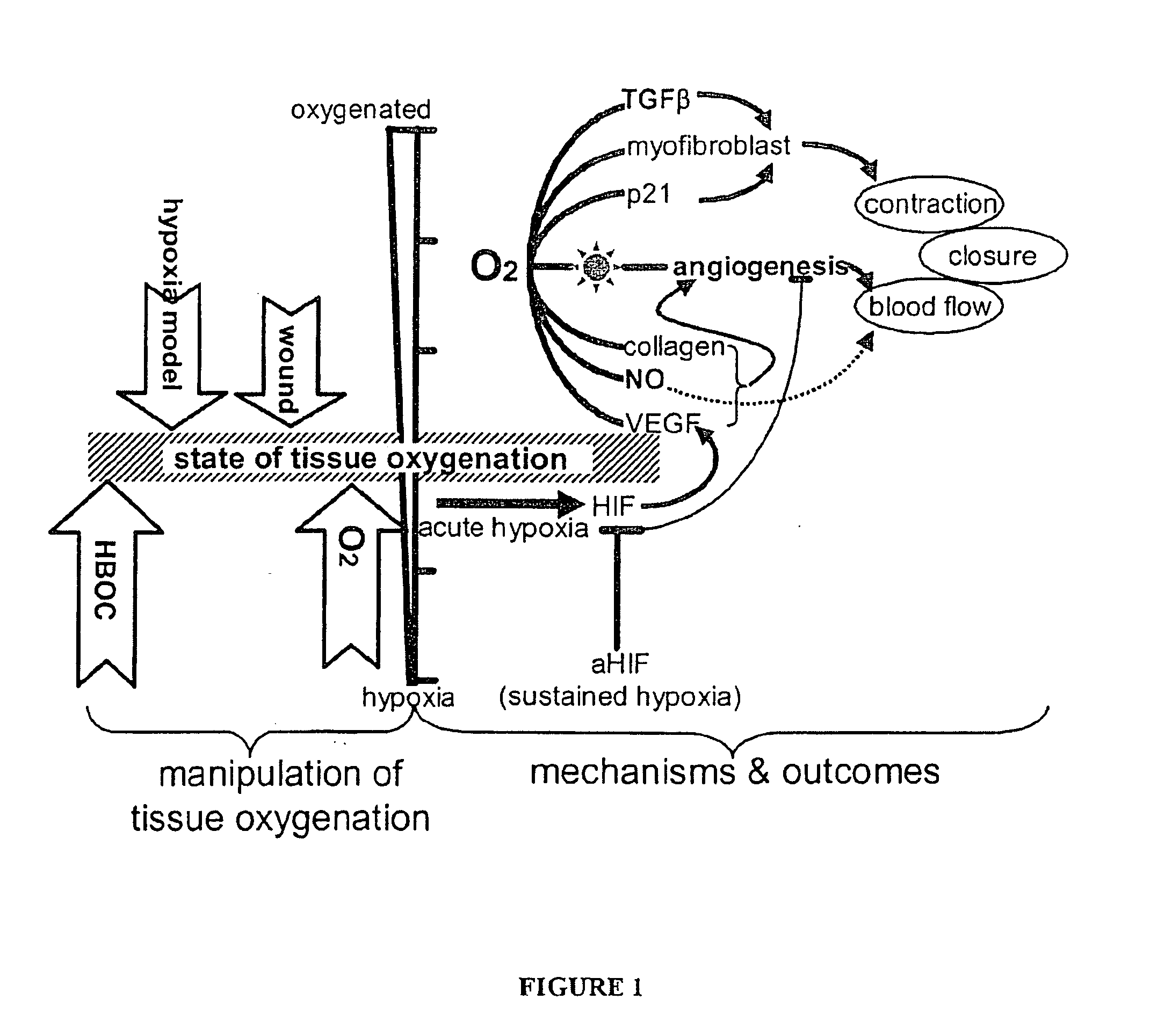 Methods and compositions for the topical oxygenation of hypoxic tissue