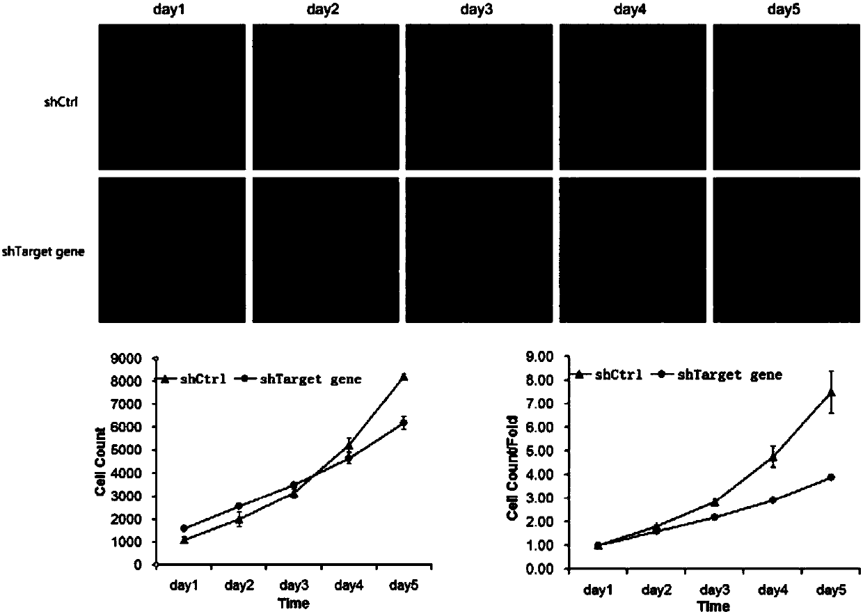 Purpose of BTG3 gene and its related drug