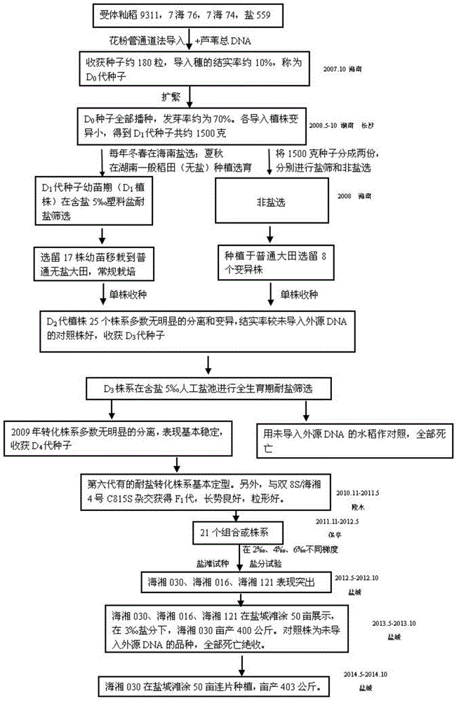 Method for cultivating salt-tolerant rice by using pollen-tube pathway transformation technology