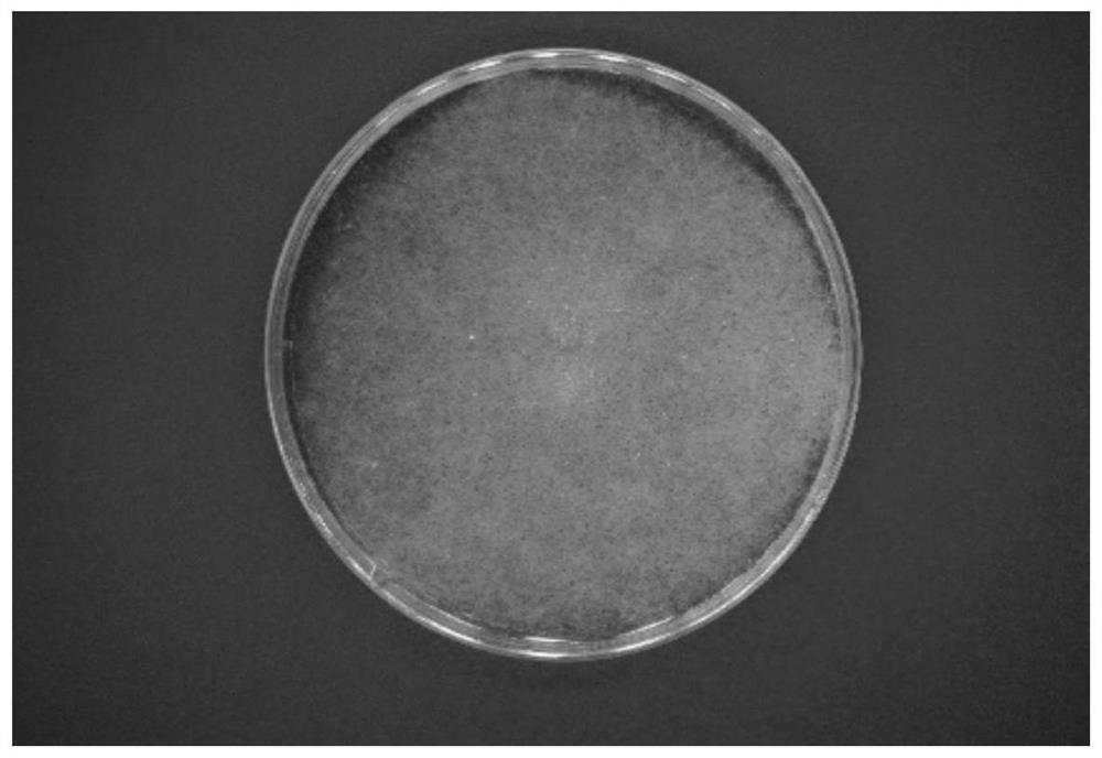 Bacillus velezensis as well as culture method and application thereof