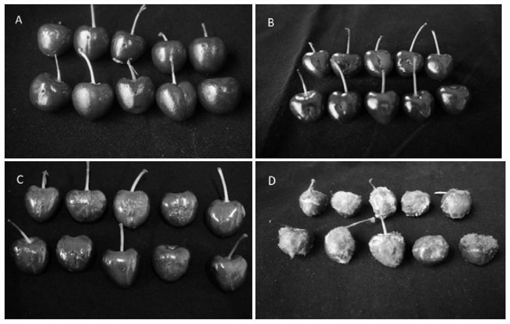 Bacillus velezensis as well as culture method and application thereof