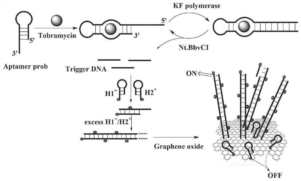 Biosensor for detecting tobramycin and detection method