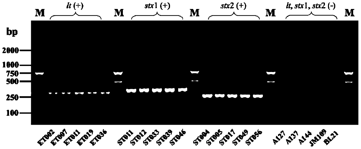 Qualitative and quantitative detection method of bacterial ab5 enterotoxin protein