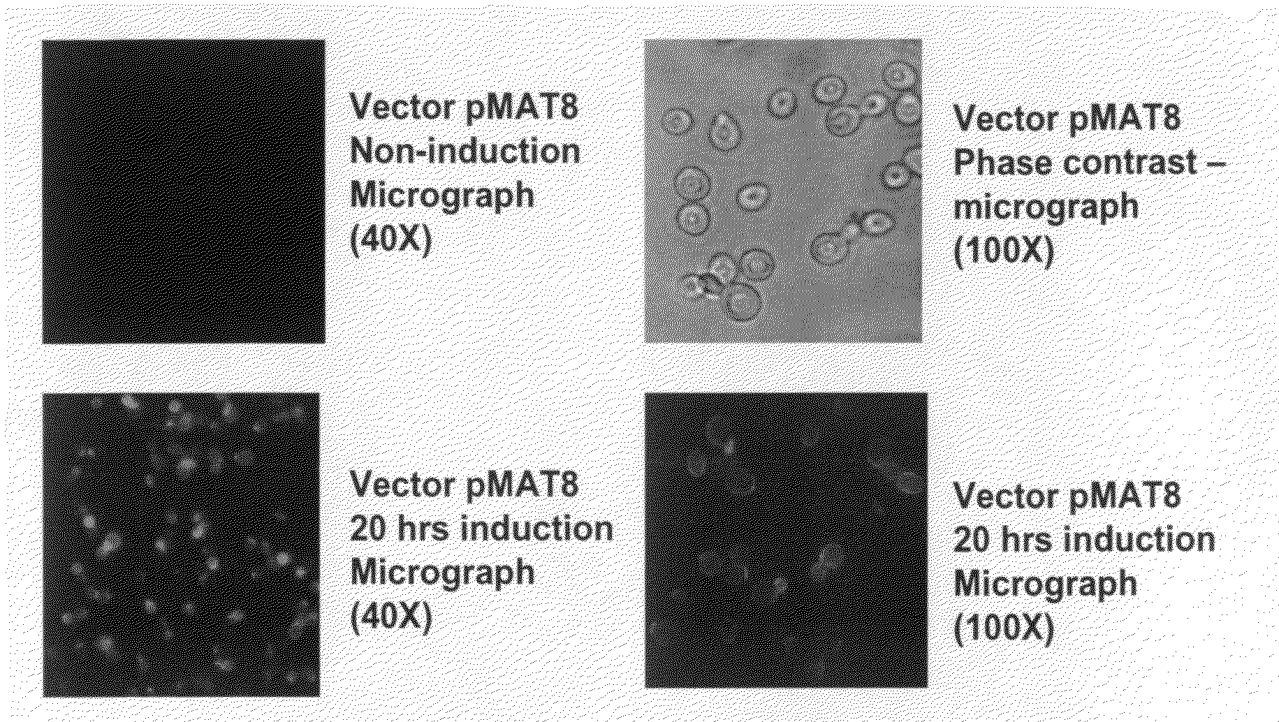 Eukaryotic cell display systems