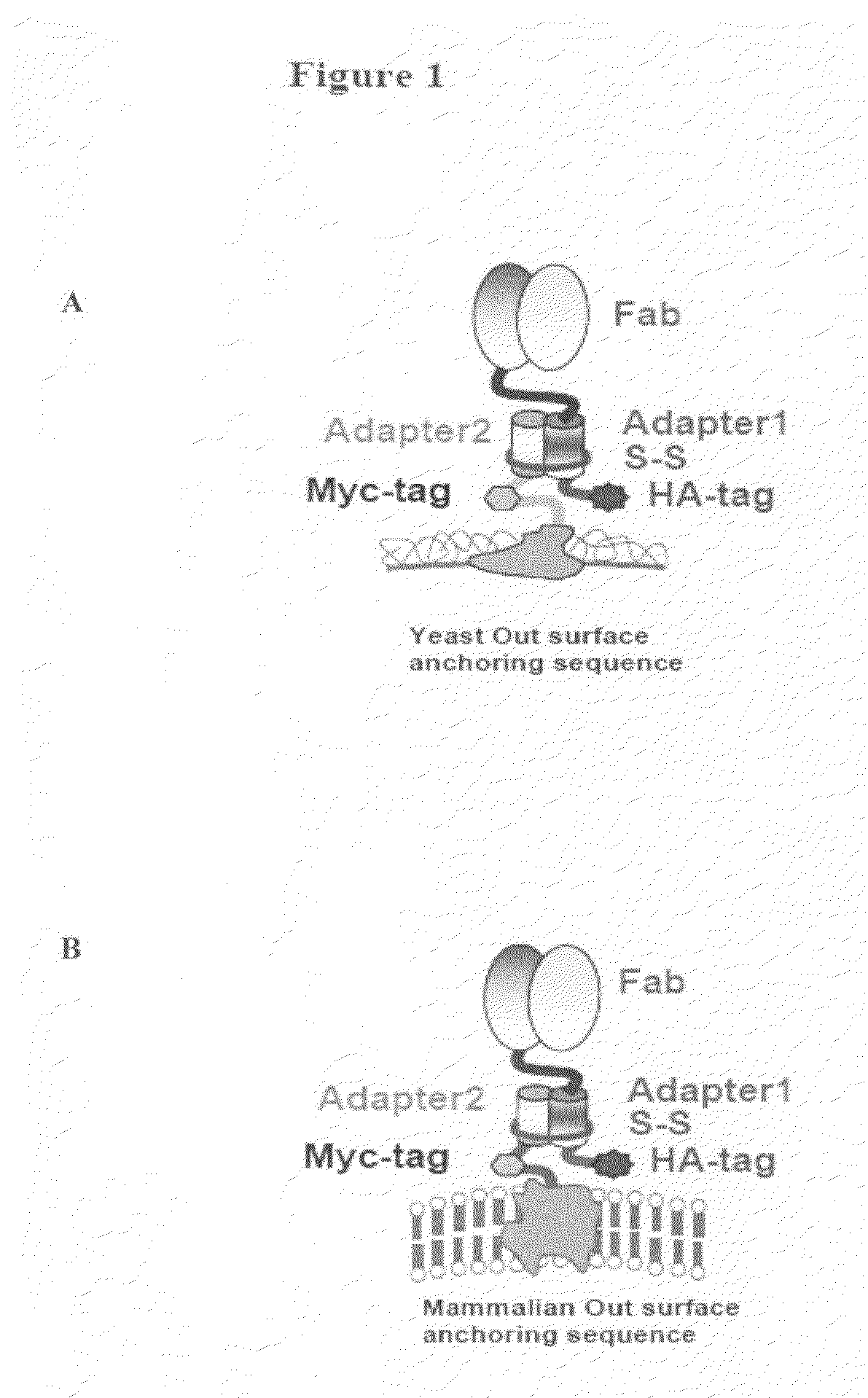 Eukaryotic cell display systems