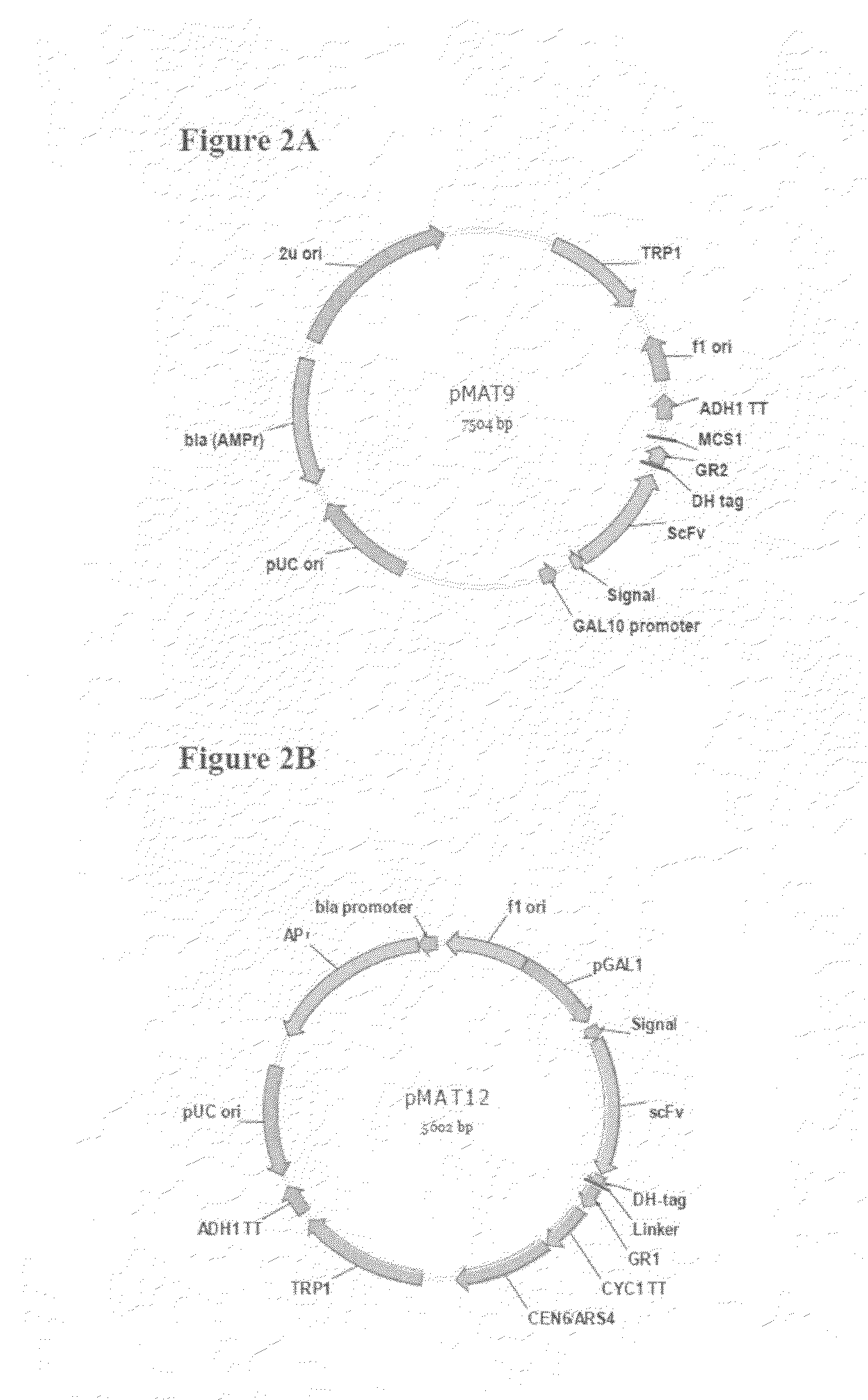 Eukaryotic cell display systems