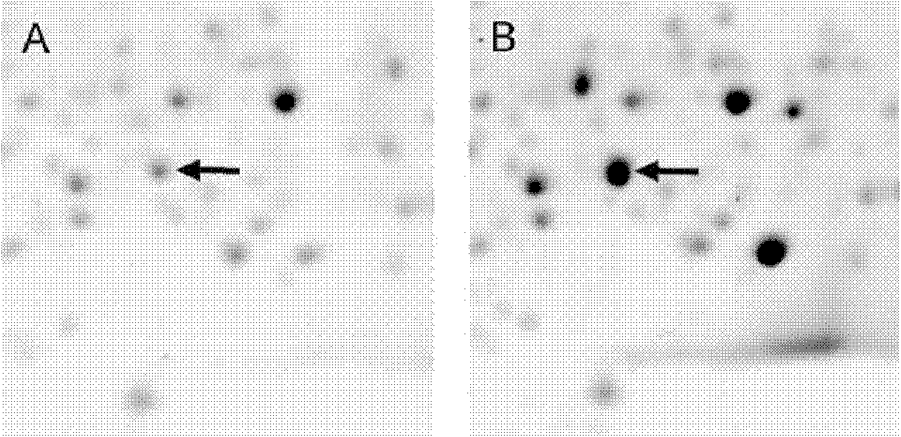 Bryophyte reversal-resistant protein PpLEA3-20 and encoding gene and application thereof