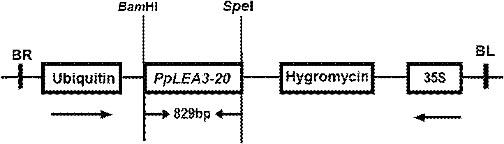 Bryophyte reversal-resistant protein PpLEA3-20 and encoding gene and application thereof