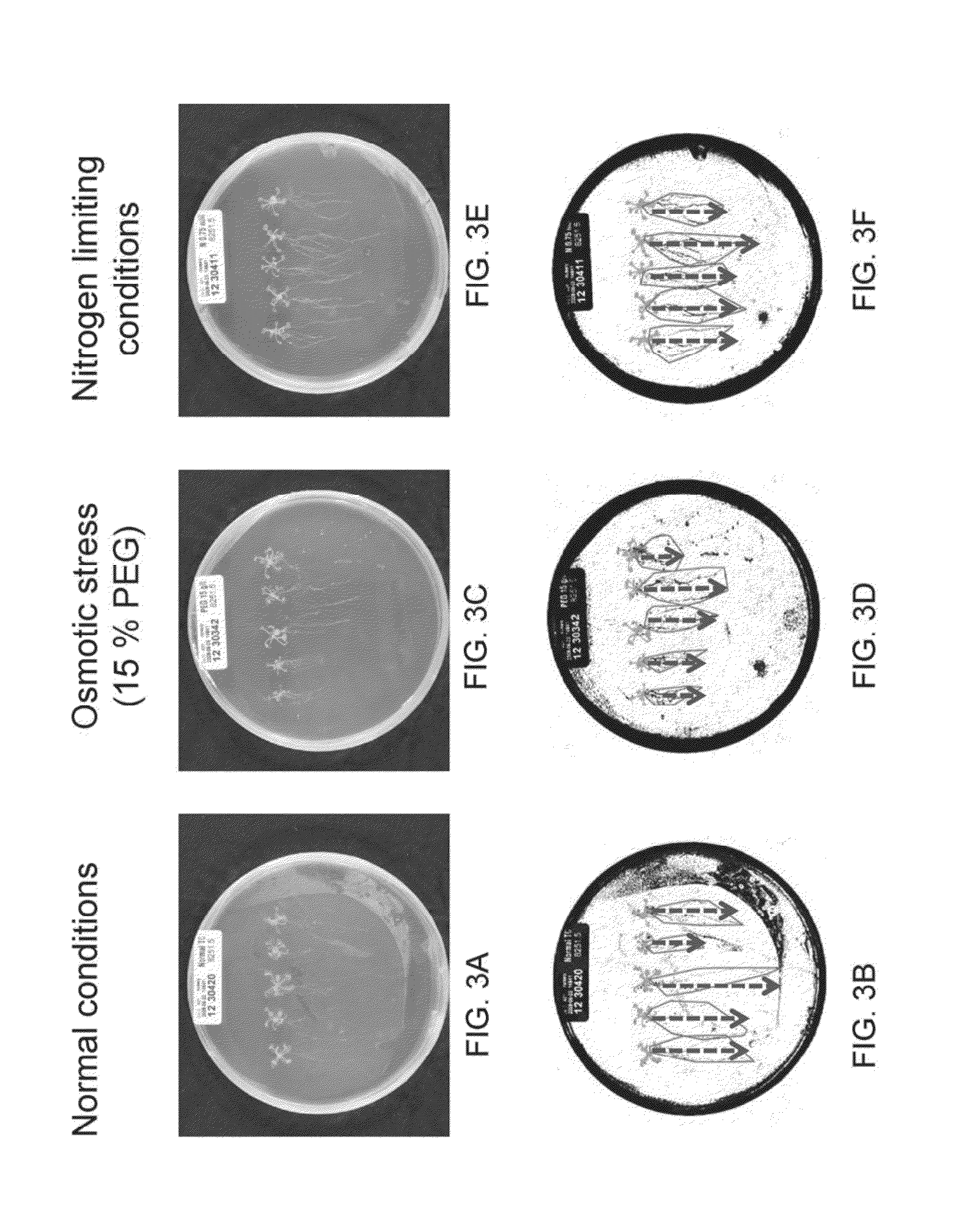 Isolated polynucleotides and polypeptides for increasing plant yield and/or agricultural characteristics