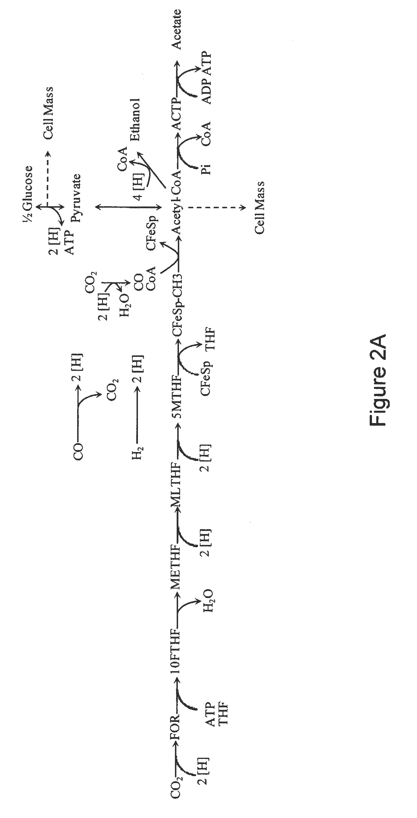 Microorganisms and methods for conversion of syngas and other carbon sources to useful products