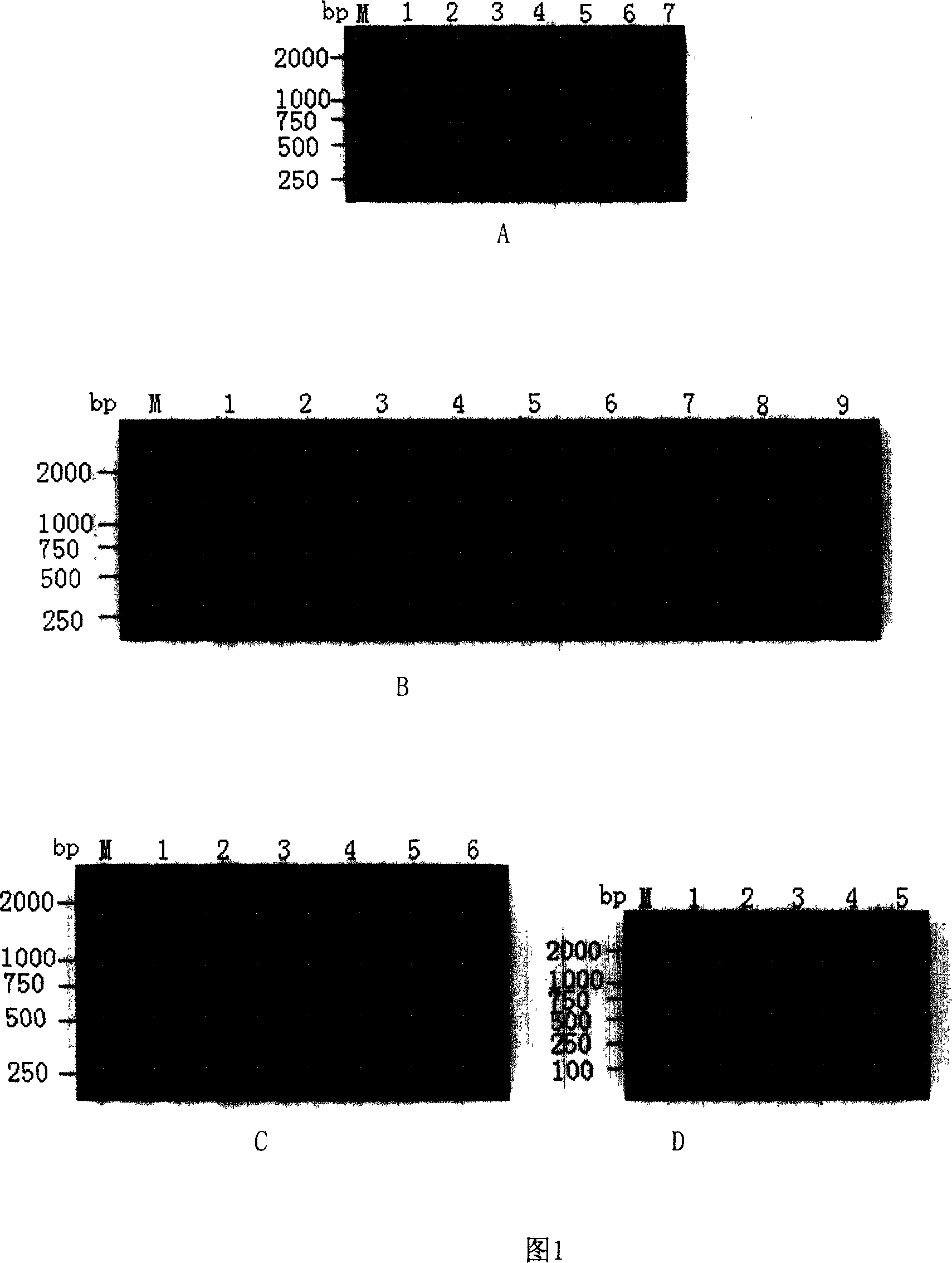 Gene chip for detection and typing of bird flu virus