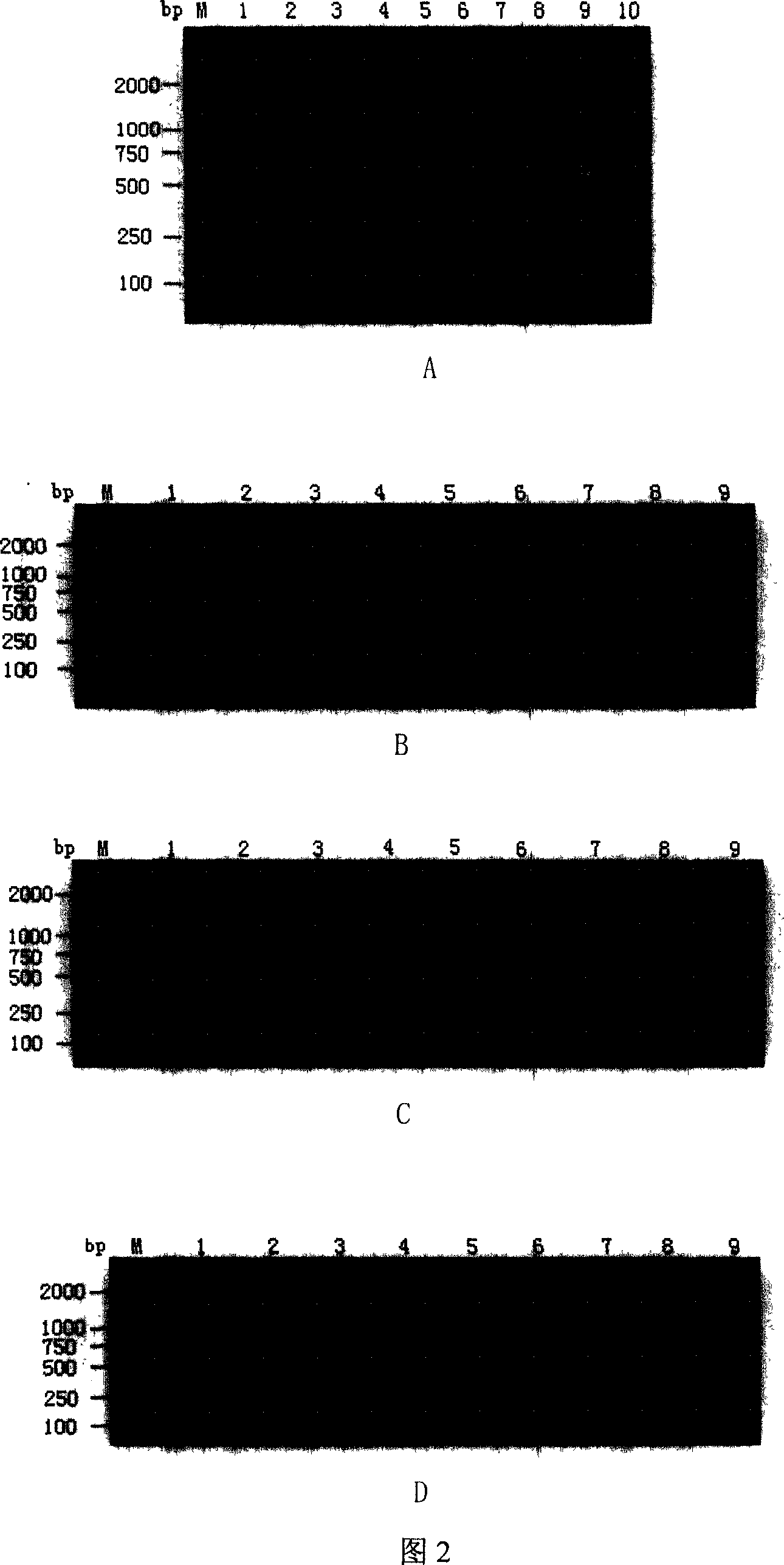 Gene chip for detection and typing of bird flu virus