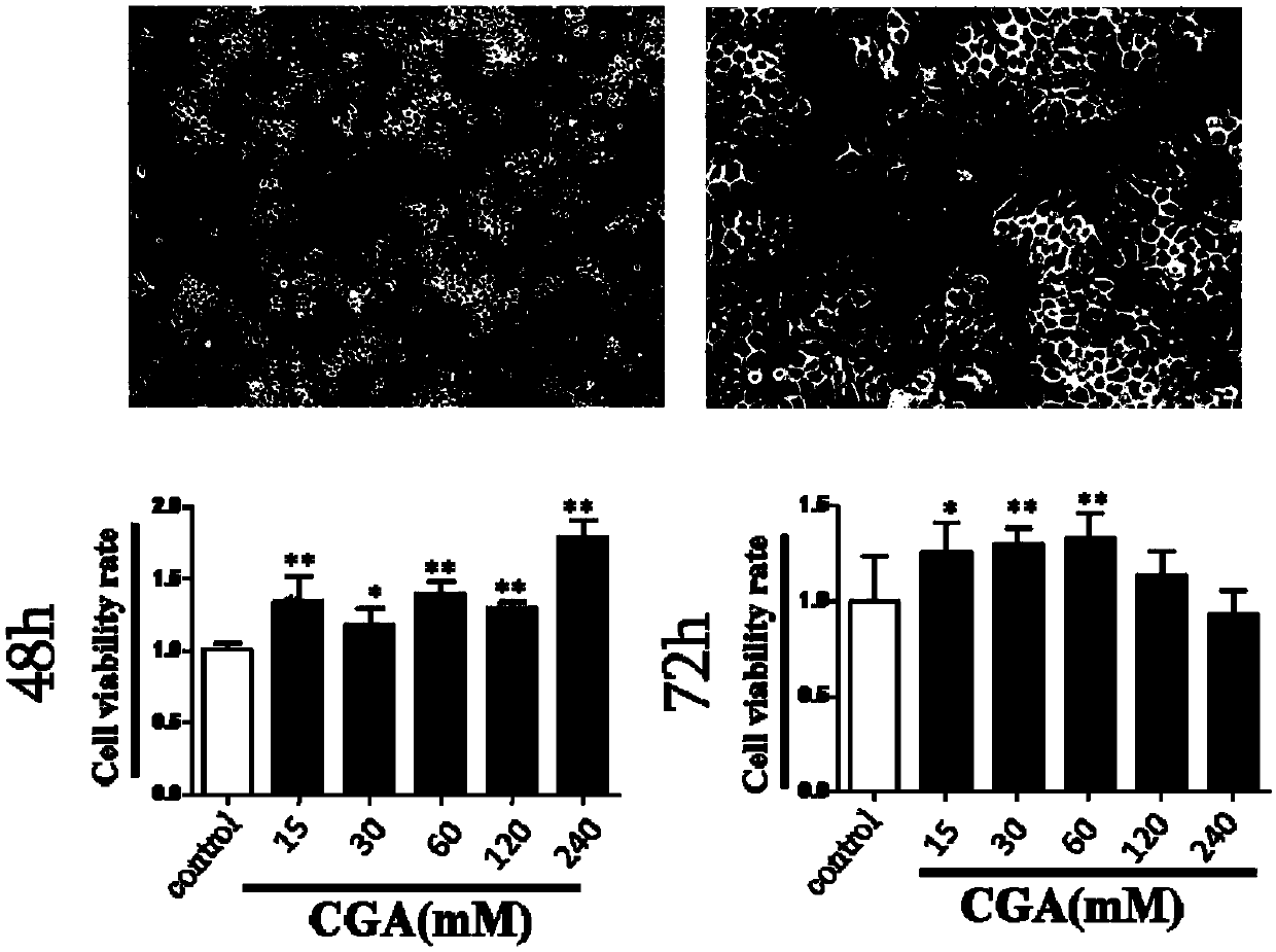 Preparation method and application of CGA cross-linked sodium alga acid-gelatin blend membrane joint patch