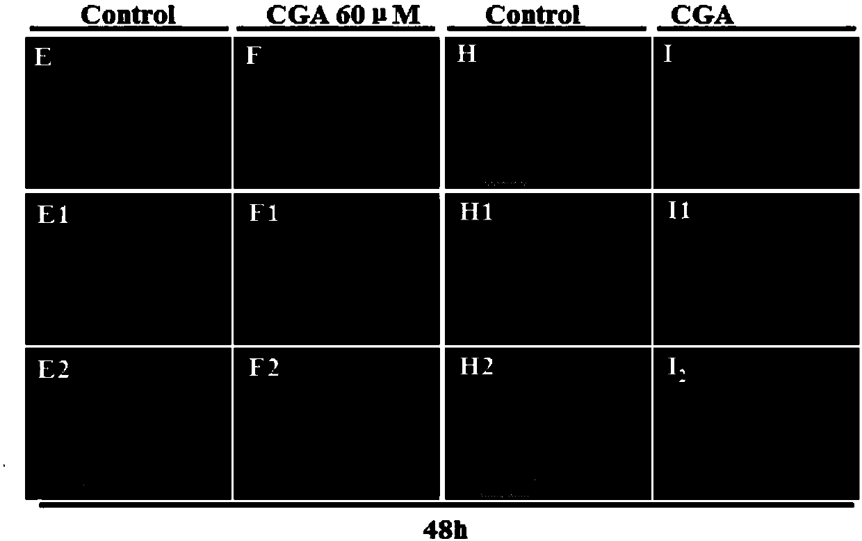 Preparation method and application of CGA cross-linked sodium alga acid-gelatin blend membrane joint patch