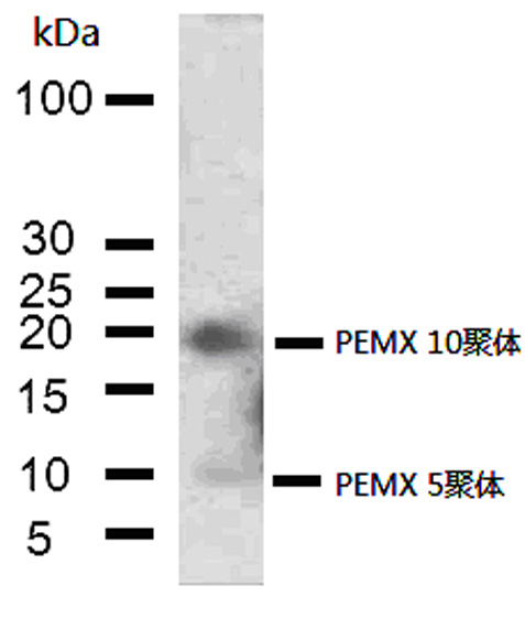 Polypeptide combined with various amyloid protein monomers simultaneously and application thereof