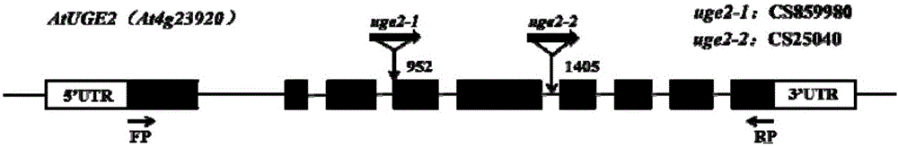 Application of arabidopsis thaliana gene At-UGE2, overexpression mutant strain and deletion mutant strain in plant character adjustment