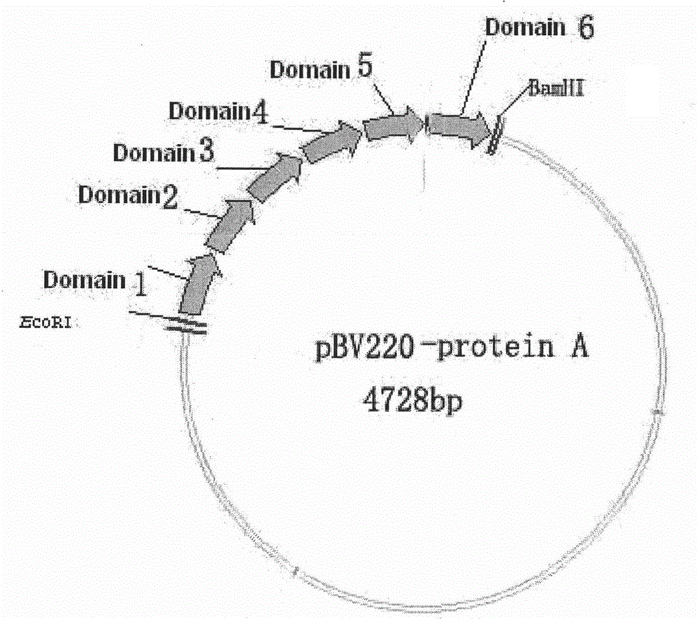 Preparation of recombinant protein a gene and its expression product