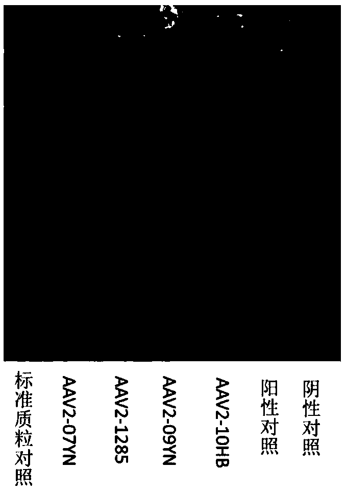 Recombinant bat adeno-associated virus vector and applications thereof