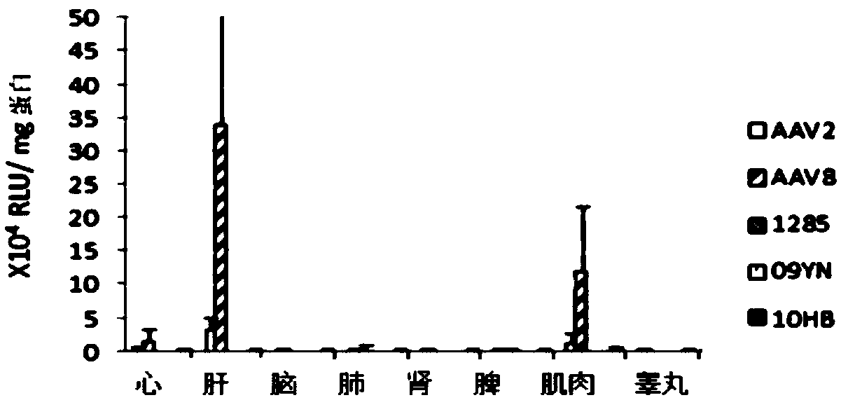 Recombinant bat adeno-associated virus vector and applications thereof