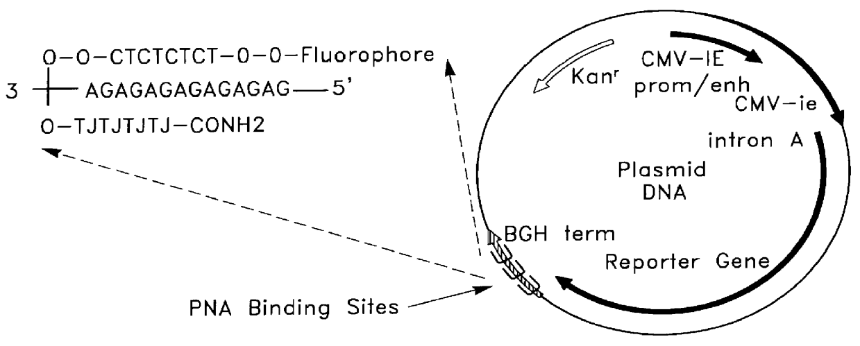 Chemical modification of DNA using peptide nucleic acid conjugates