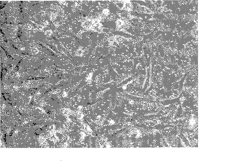 Construction method of model for detecting cell differentiation functional