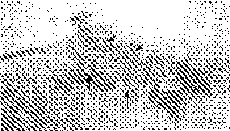 Construction method of model for detecting cell differentiation functional