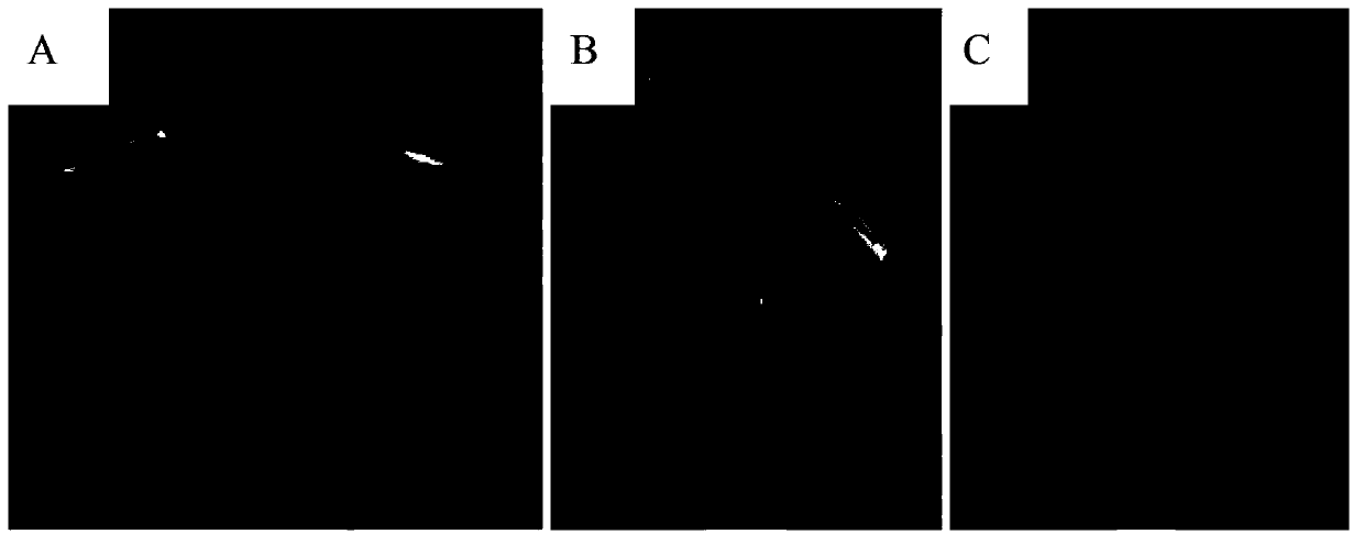 Method for promoting paeonia suffruticosa seedling growth and application thereof