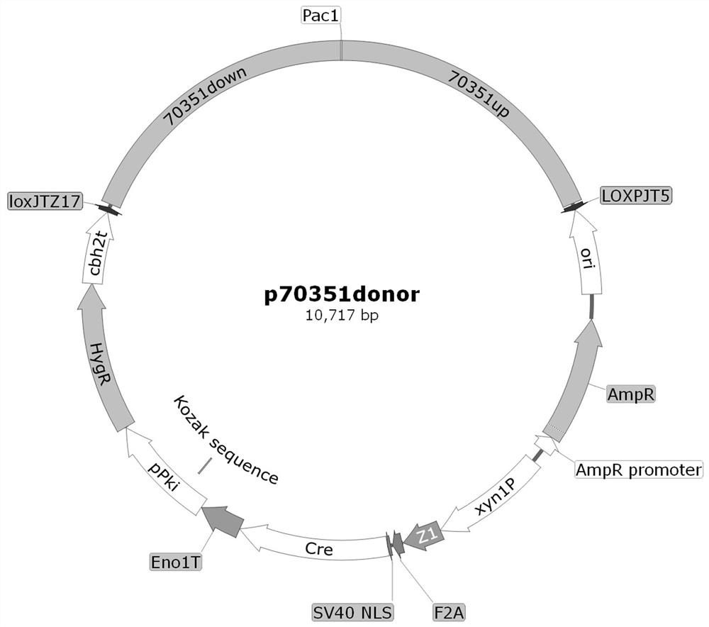 Application of Trichoderma reesei cellulase transcription inhibition factor 70351 and method for improving cellulase expression quantity and enzyme activity