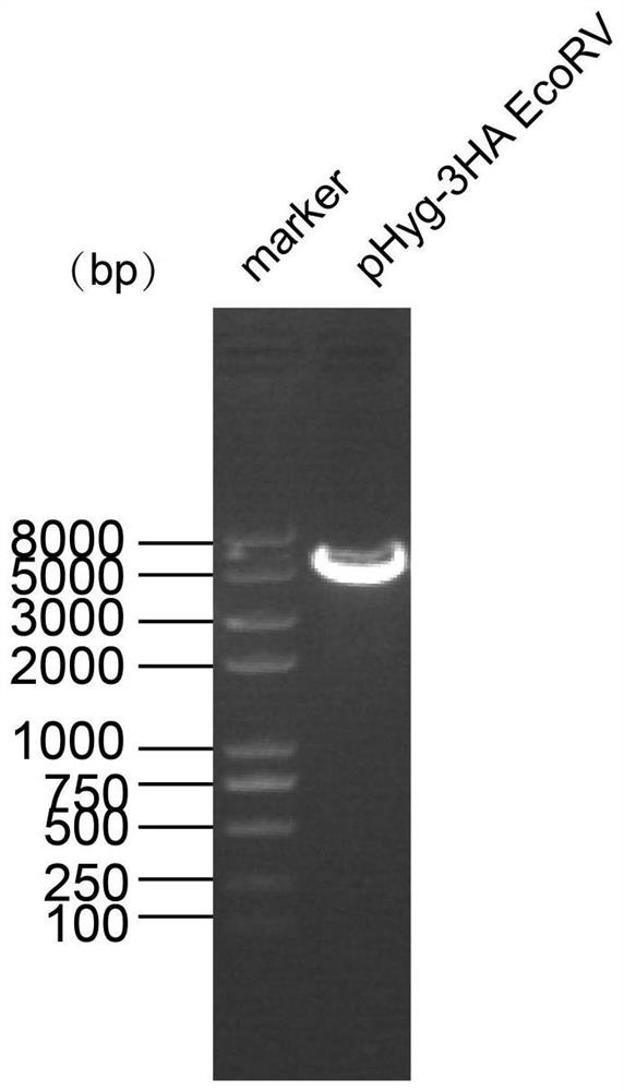 Chlamydomonas reinhardtii TCTN1 expression plasmid as well as construction method and application thereof