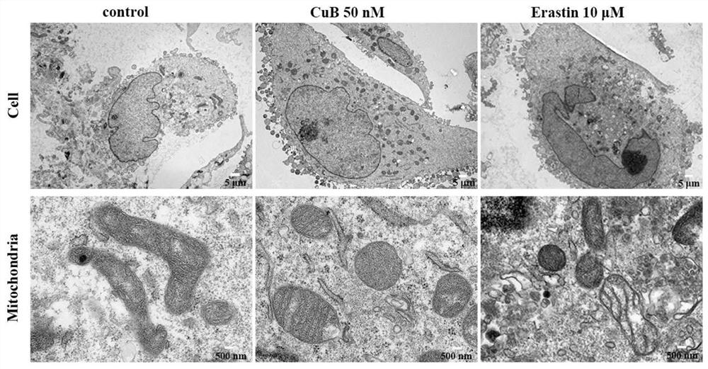 Application of cucurbitacin B in preparation of ferroptosis inducer and anti-nasopharyngeal carcinoma drug