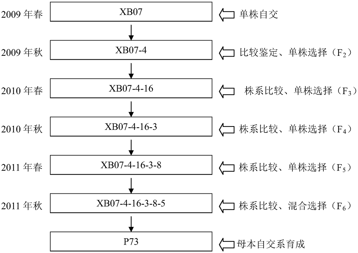 Breeding method for small grain type pumpkin stock variety