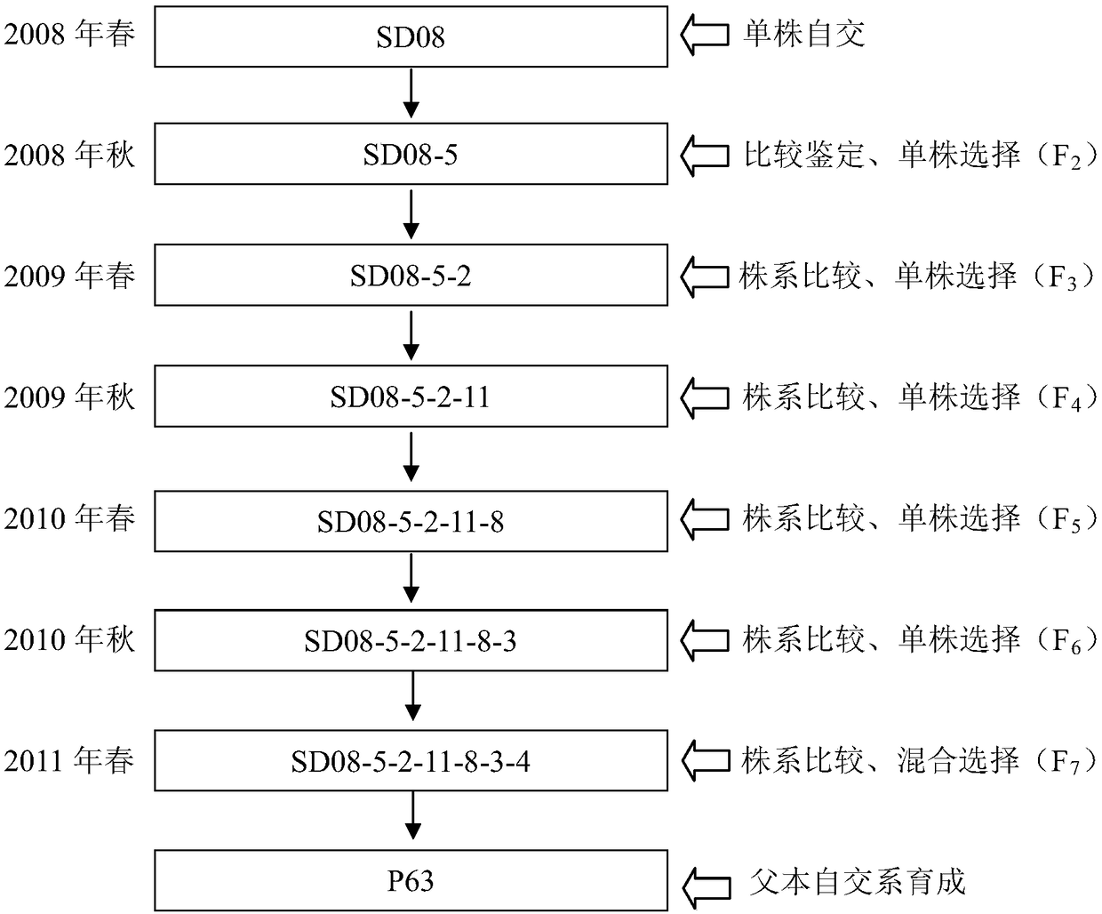 Breeding method for small grain type pumpkin stock variety