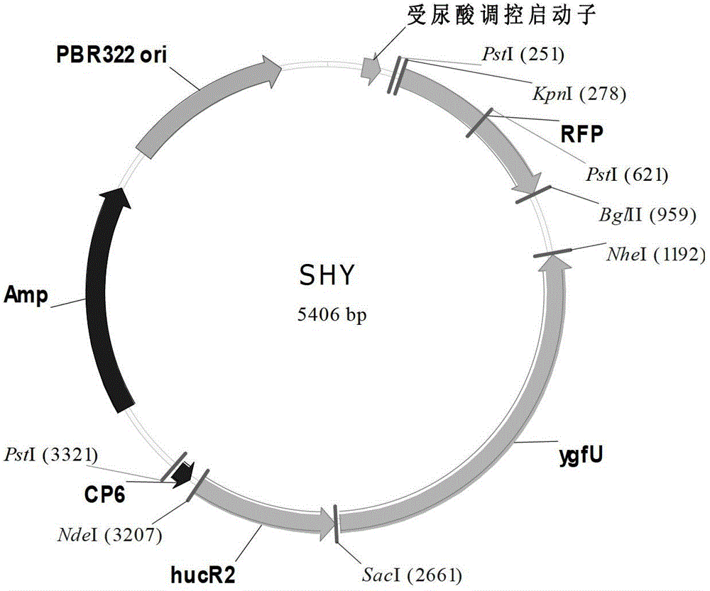 A dna fragment for uric acid-induced expression of target protein, related promoter and application