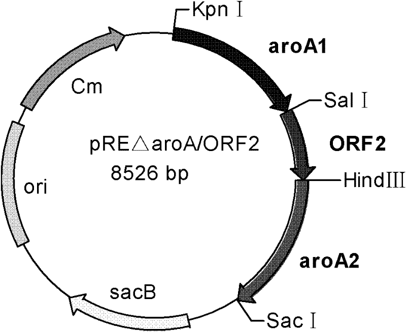 Recombinant Bordetella bronchiseptica strain expressing ORF2 gene fragment of porcine circovirus type 2, vaccine and application