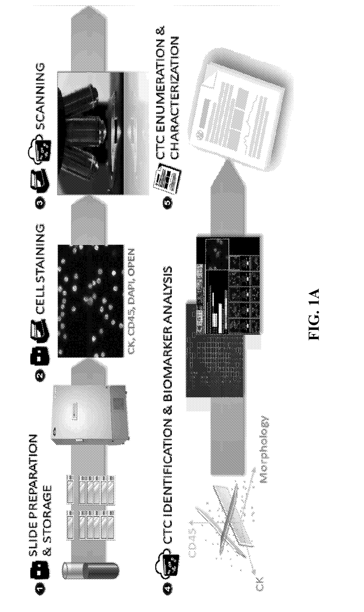 Single cell genomic profiling of circulating tumor cells (CTCS) in metastatic disease to characterize disease heterogeneity