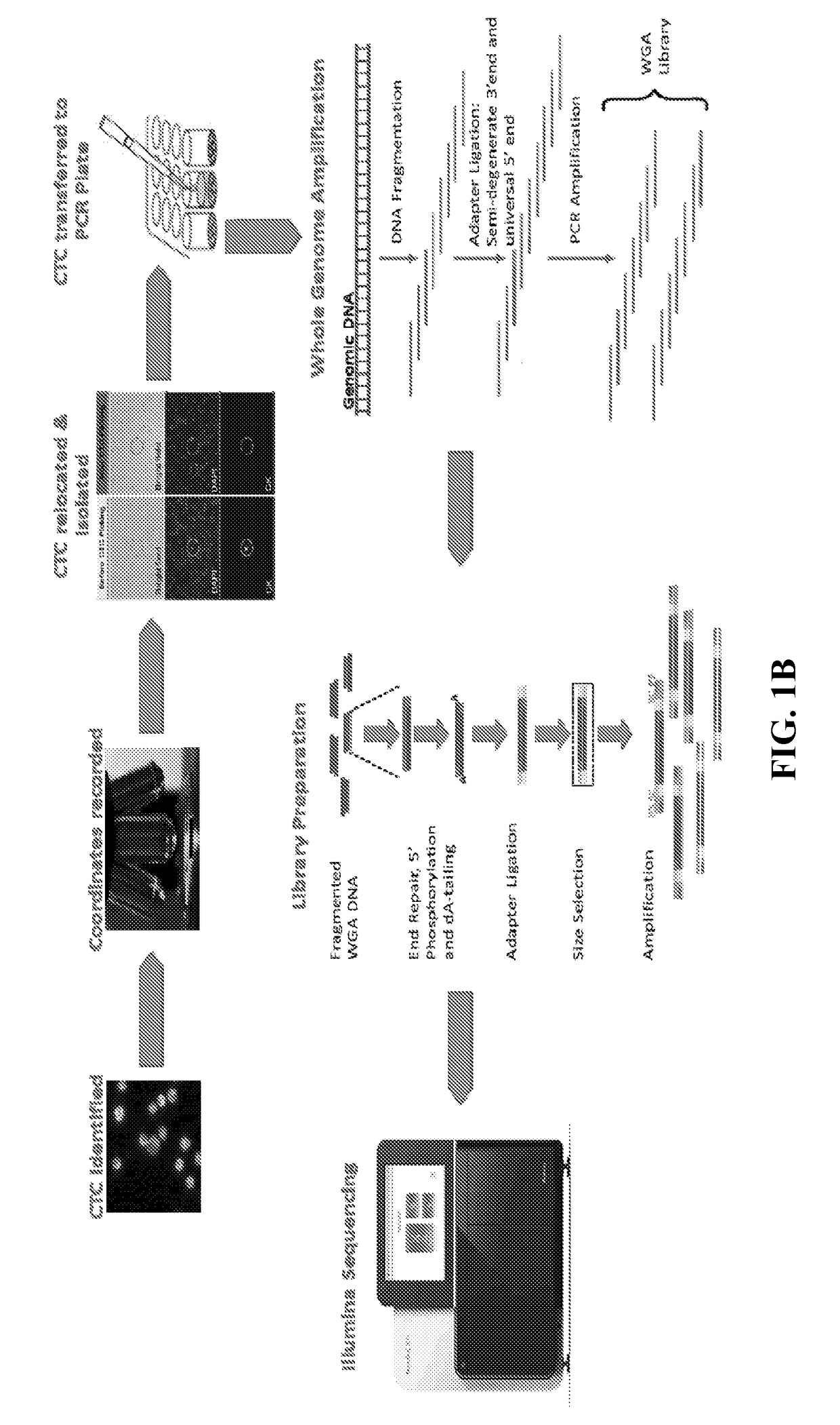 Single cell genomic profiling of circulating tumor cells (CTCS) in metastatic disease to characterize disease heterogeneity