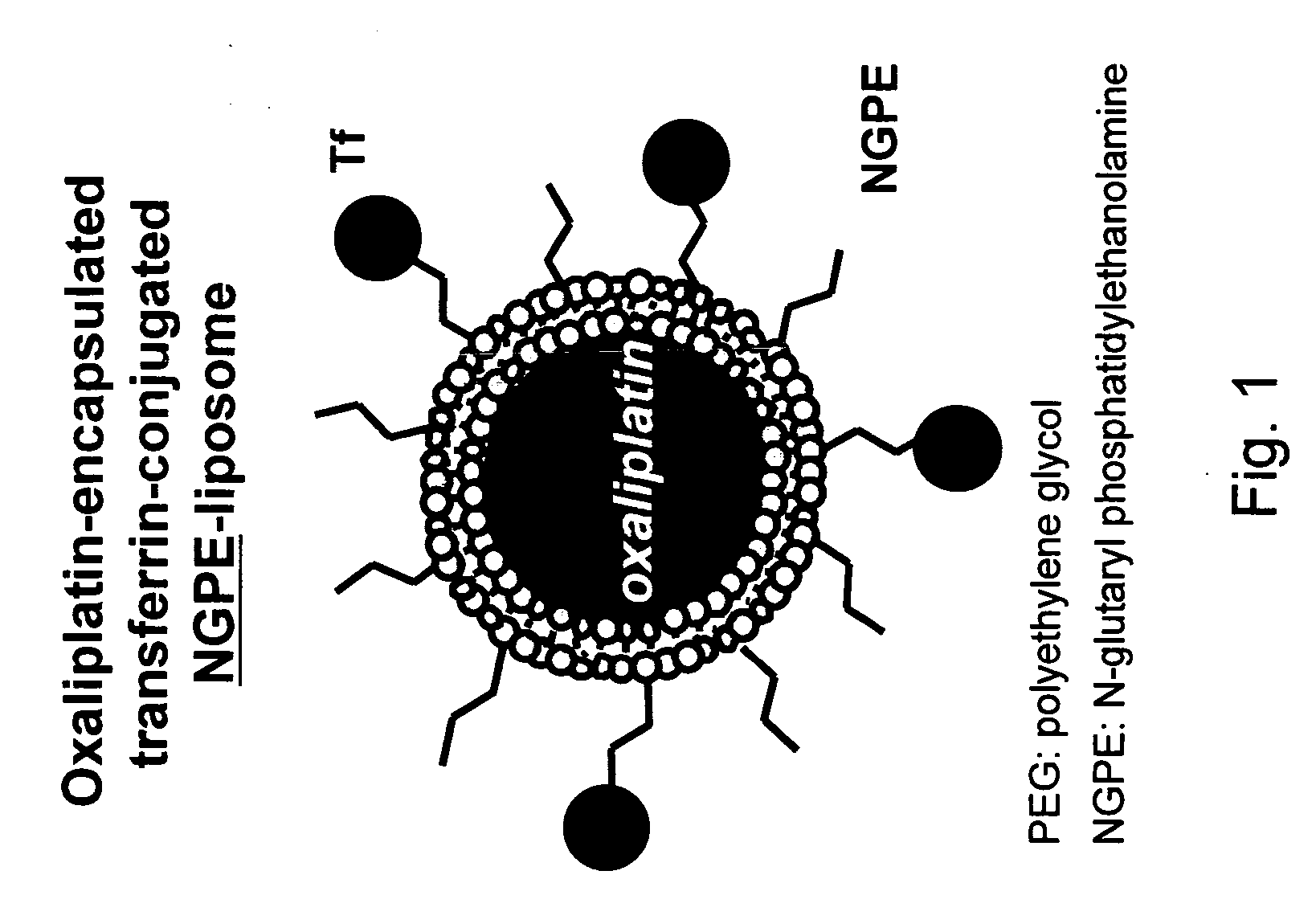 Novel liposome compositions