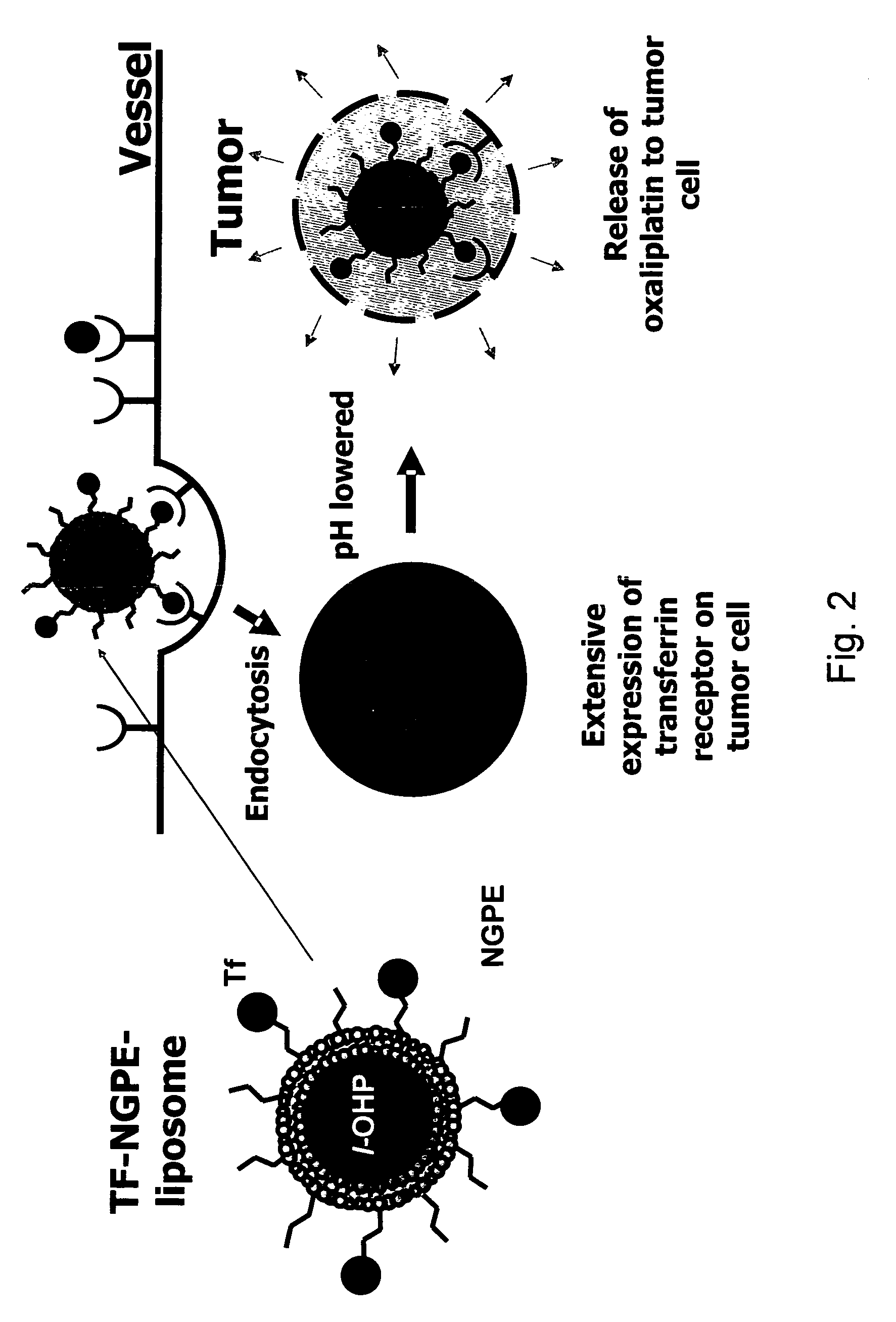 Novel liposome compositions