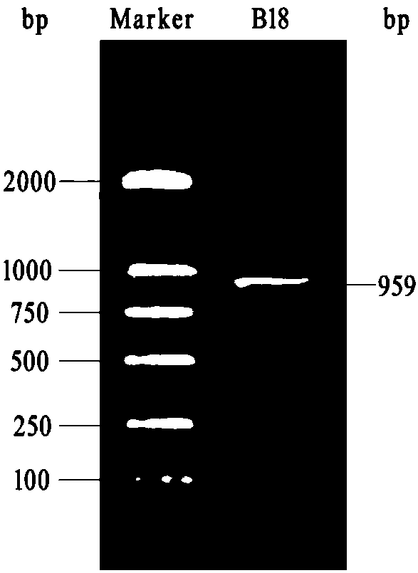 Methyl nutritional type bacillus B18, and microbial inoculum and application thereof