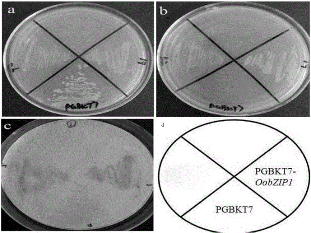 Medicinal wild rice gene OobZIP2, and expression vector and construction method thereof