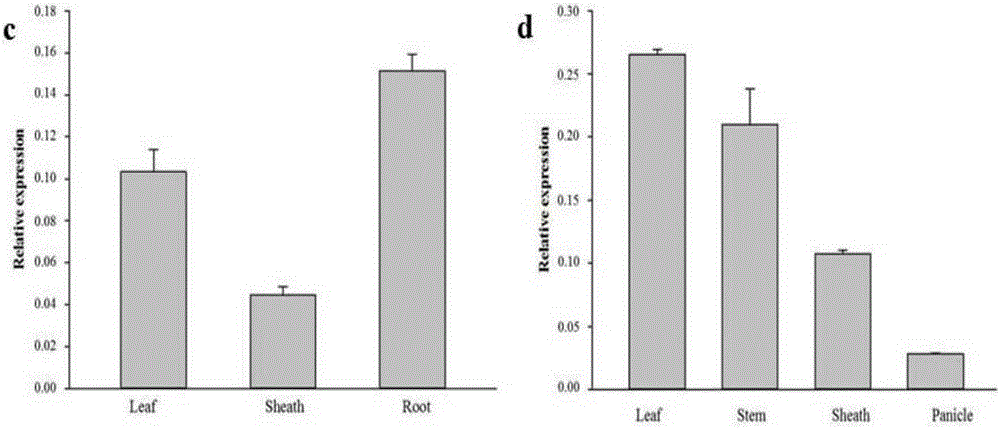 Medicinal wild rice gene OobZIP2, and expression vector and construction method thereof