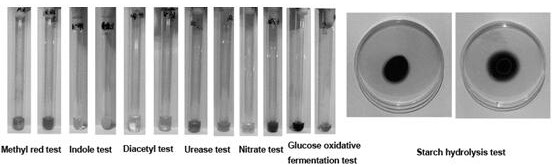 A kind of Burkholderia and its application